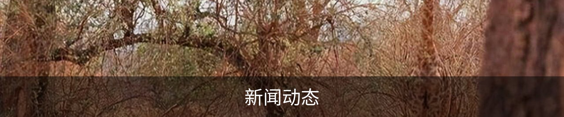 新闻动态